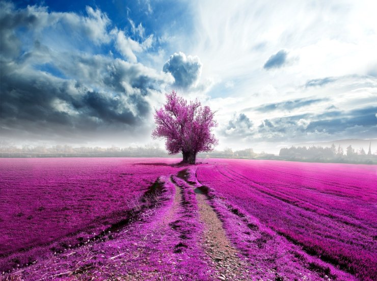 purple field